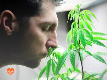 Детоксикация от марихуаны в Палласовке